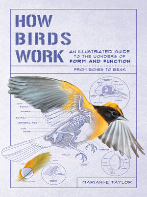 cover image of How Birds Work